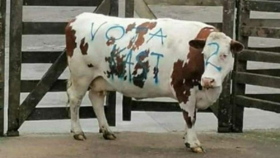 Rayan vaca con mensajes a favor de José Antonio Kast en Puerto Montt